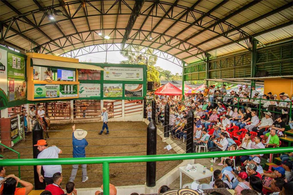 subasta de ganado Colombia